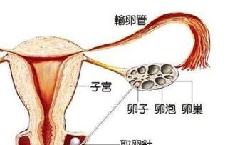 试管腹腔镜做不做还看情况!子宫外部不达标才非做不可